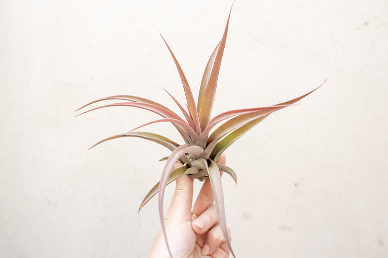 Large Tillandsia Capitata Peach Air Plant