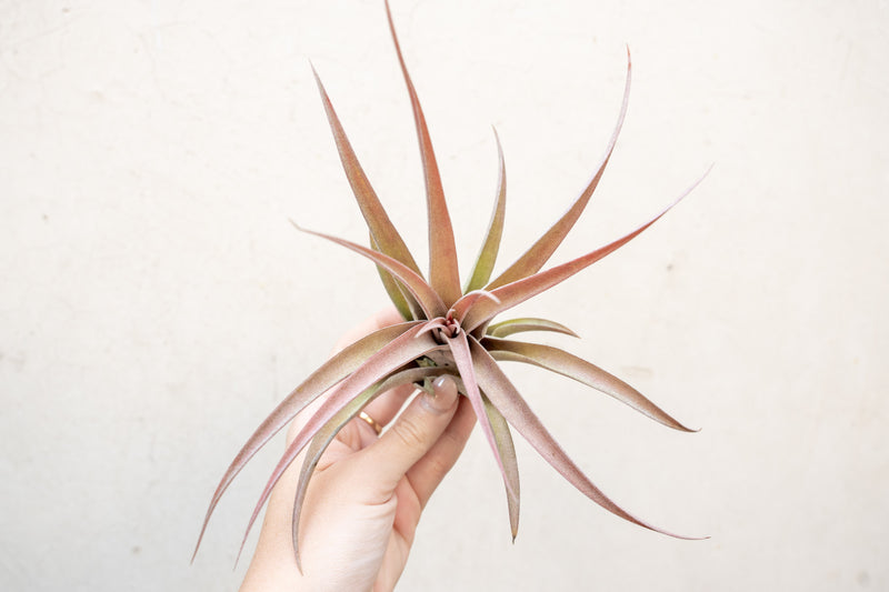 Large Tillandsia Capitata Peach Air Plant