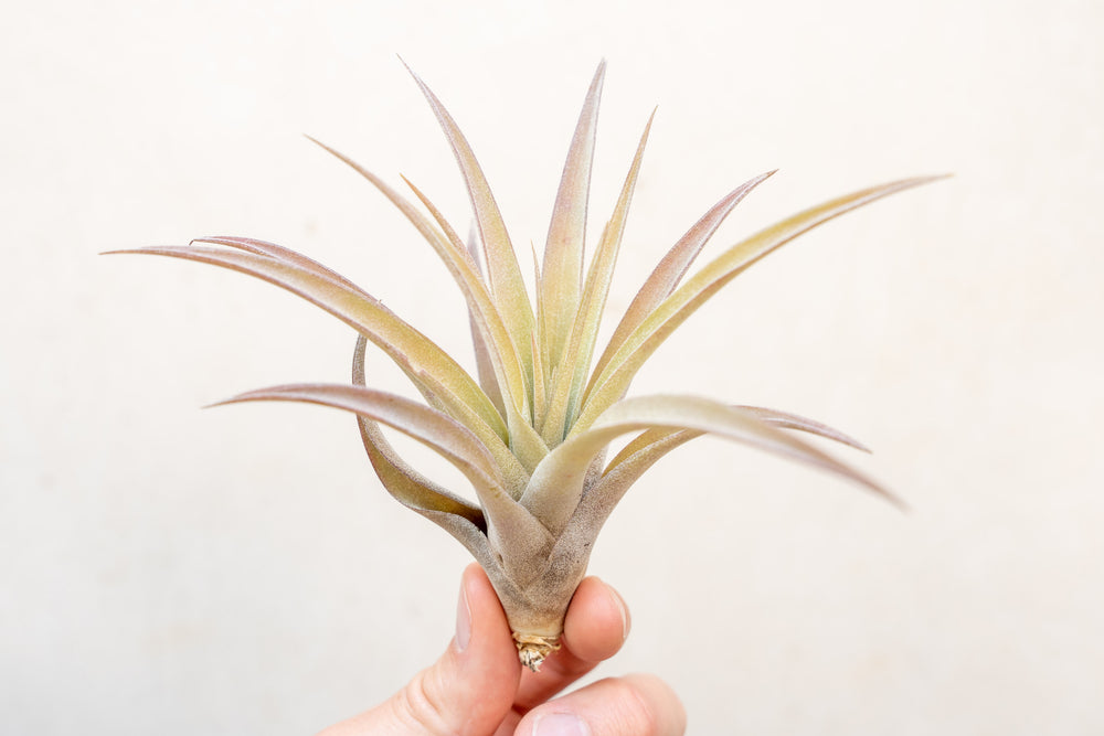 Regular Size Tillandsia Capitata Peach Air Plant