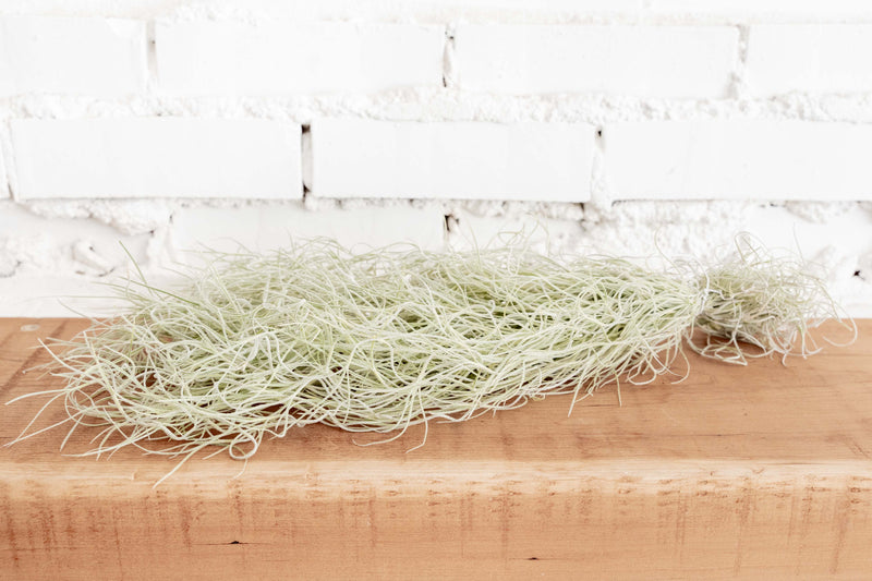 Tillandsia Coloumbia Thick Spanish Moss Air Plants