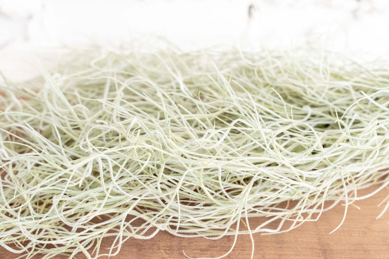 Close up of a Clump of Tillandsia Colombia Thick Spanish Moss Air Plants