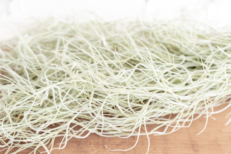 Close up of a Clump of Tillandsia Colombia Thick Spanish Moss Air Plants