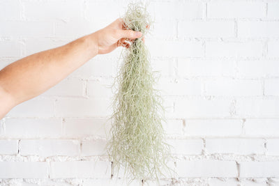 Hand Holding a Large Clump of Tillandsia Coloumbia Thick Spanish Moss Air Plants