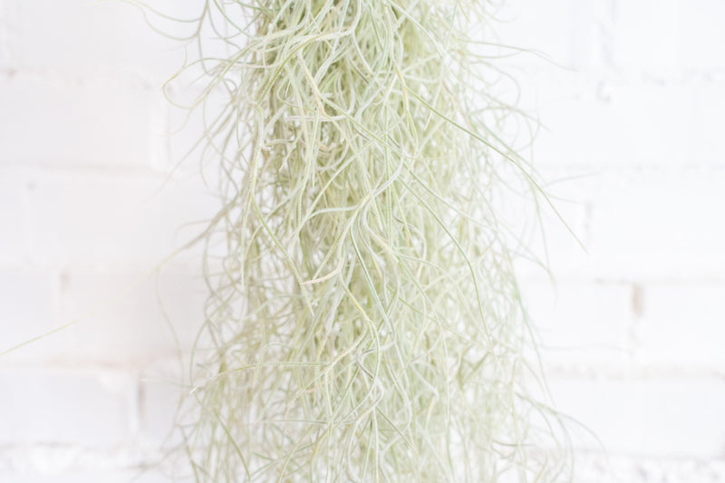 Close up of a Clump of Tillandsia Colombia Thick Spanish Moss Air Plants