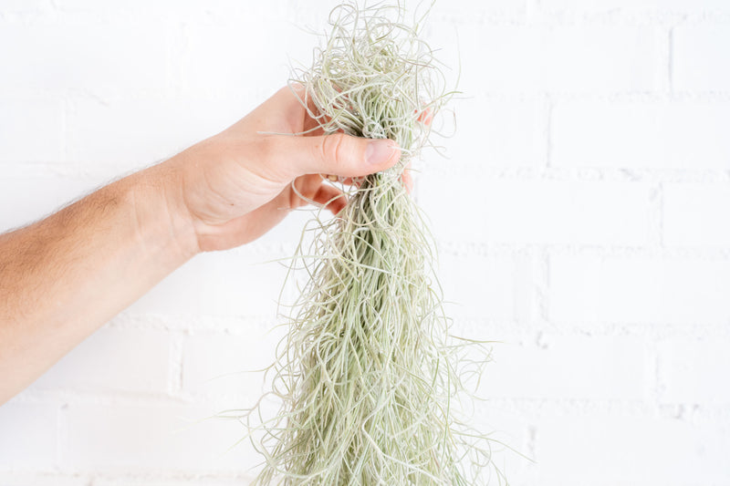 Hand Holding a Large Clump of Tillandsia Coloumbia Thick Spanish Moss Air Plants