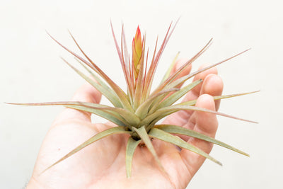 Hand Holding a Blooming Tillandsia Concolor Air Plant
