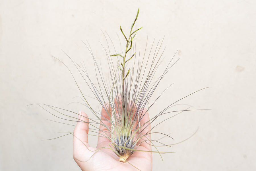 Tillandsia Filifolia Air Plant