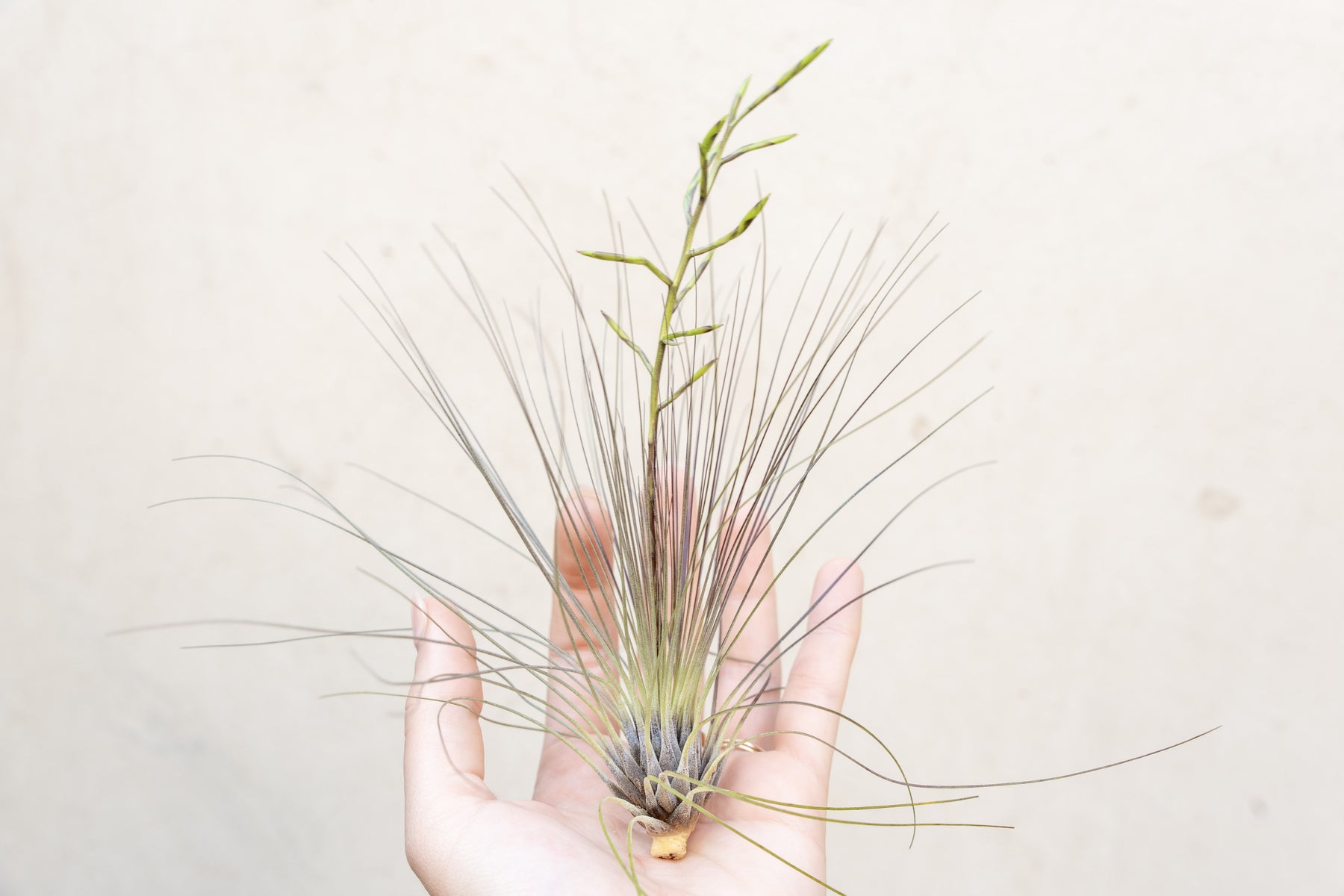 Filifolia Airplant No Soil Tillandsia Air Plant Seeds  Filifolia Indoor Air  Plant, No Soil Needed, Easy Home Flora Decor Portal Cool Air Plant Seeds