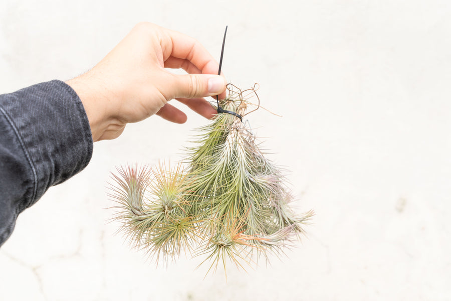 Tillandsia Funckiana Clump Air Plant