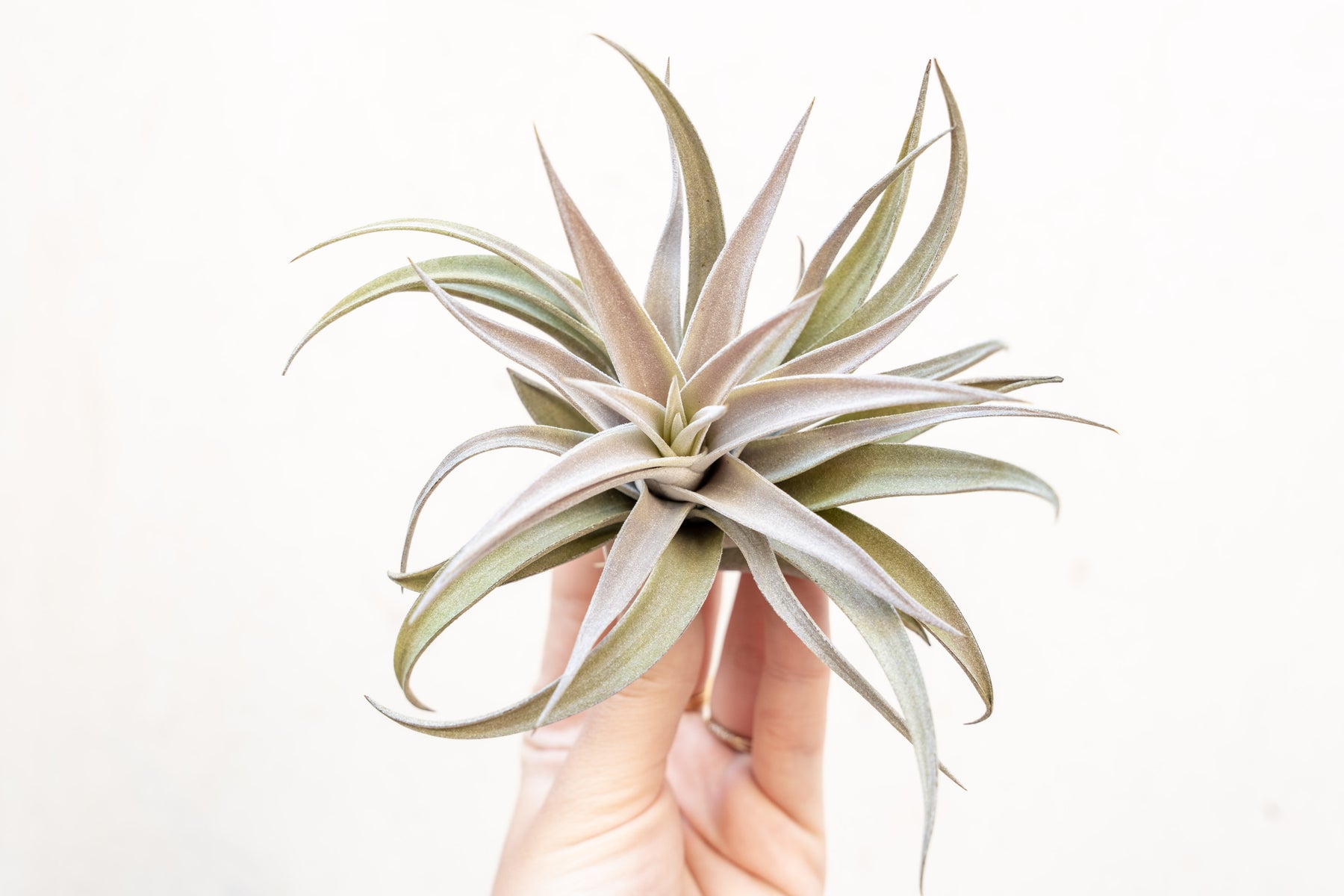 hairy air plant Tillandsia Harrisii Air Plants