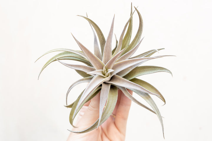 Hand Holding a Tillandsia Harrisii Air Plant
