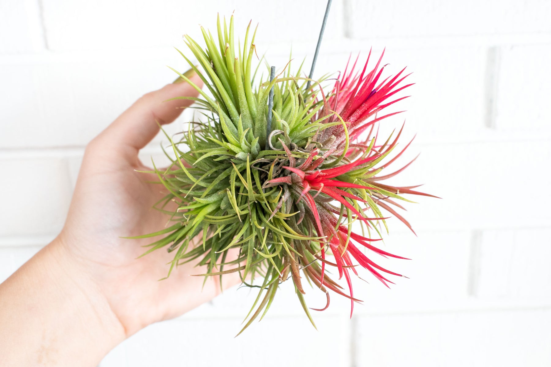 Tillandsia Ionanta | 30cm kopen