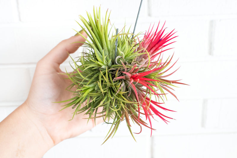 Tillandsia Ionantha Fuego Hanging Cluster with Wire Hook
