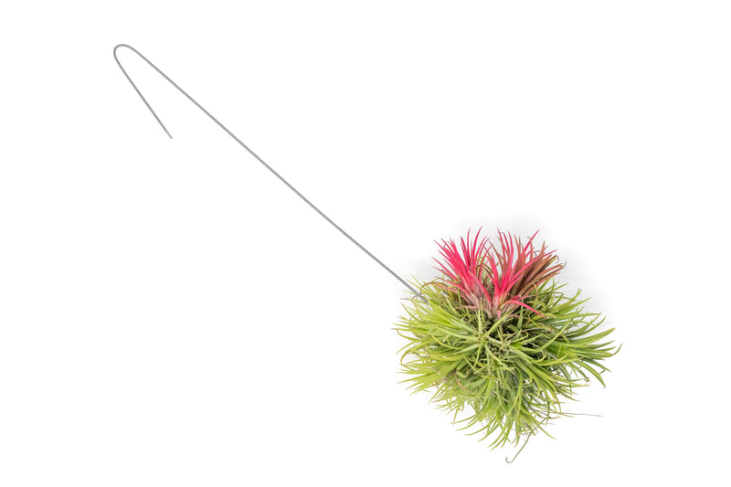 Tillandsia Ionantha Fuego Hanging Cluster with Wire Hook