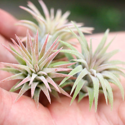 3 Tillandsia Ionantha Mexican Air Plants Nestled inside the Palm of a Hand