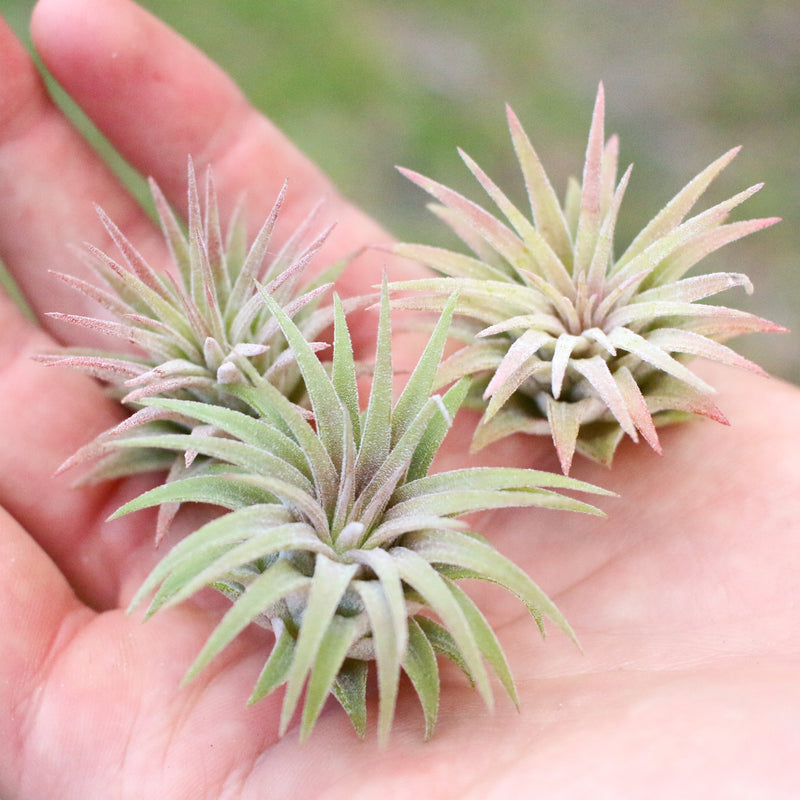 3 Tillandsia Ionantha Mexican Air Plants Nestled inside the Palm of a Hand