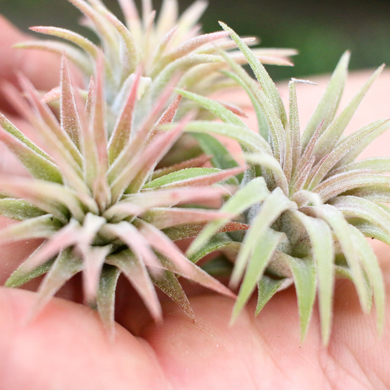 3 Tillandsia Ionantha Mexican Air Plants Nestled inside the Palm of a Hand