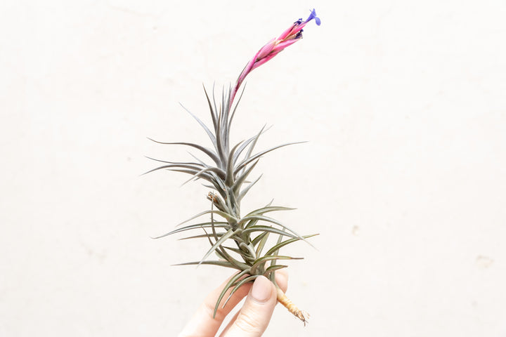 Blooming Tillandsia Jonesii Air Plant