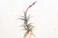 Tillandsia Jonesii Air Plant