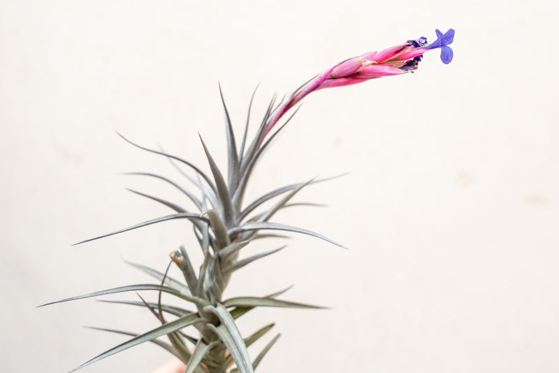 Blooming Tillandsia Jonesii Air Plant