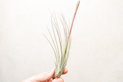 Hand Holding Large Tillandsia Juncea Air Plant with Bloom Spike