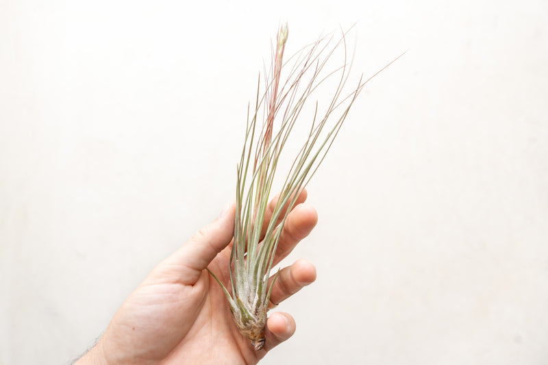 Hand Holding a Large Tillandsia Juncea Air Plant with Bloom Spike