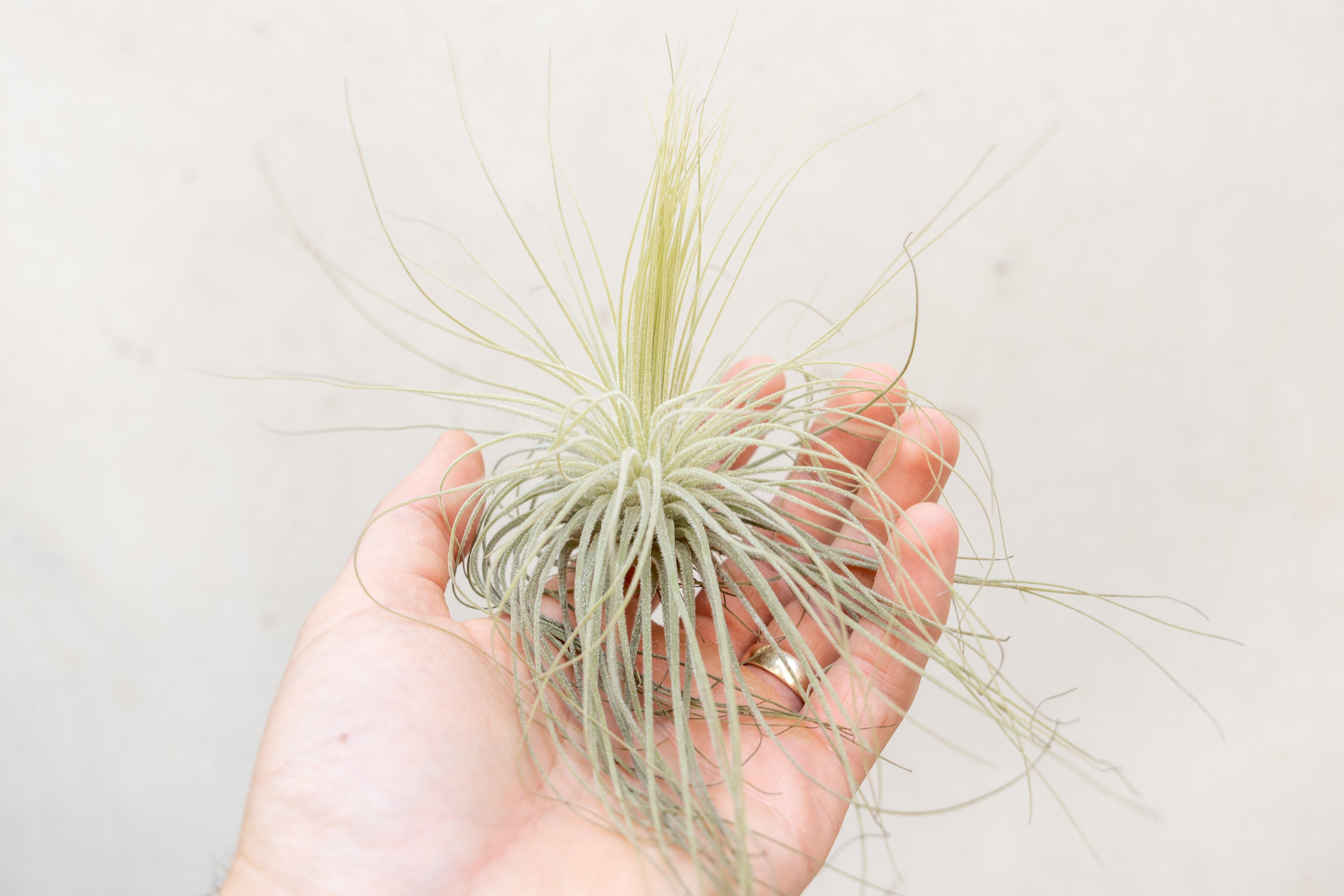 Air Plant Design Studio Tillandsia Magnusiana - Thumbnail 4
