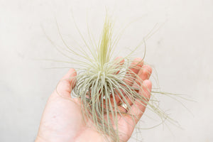 Tillandsia Magnusiana Air Plant
