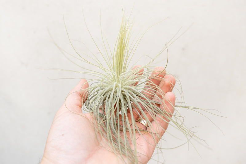 Hand Holding a Tillandsia Magnusiana Air Plant