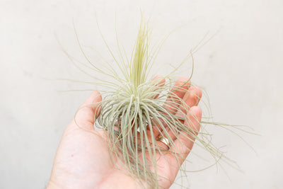 Hand Holding a Tillandsia Magnusiana Air Plant