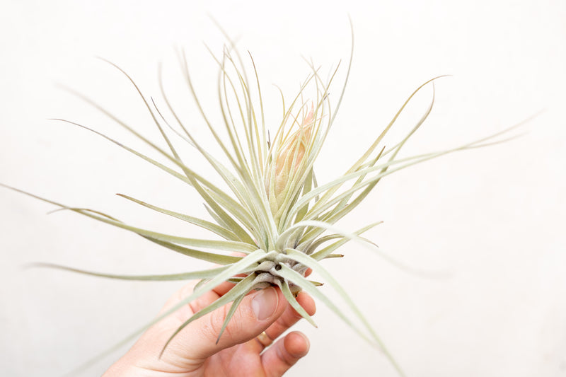 Hand Holding a Tillandsia Oaxacana Air Plant