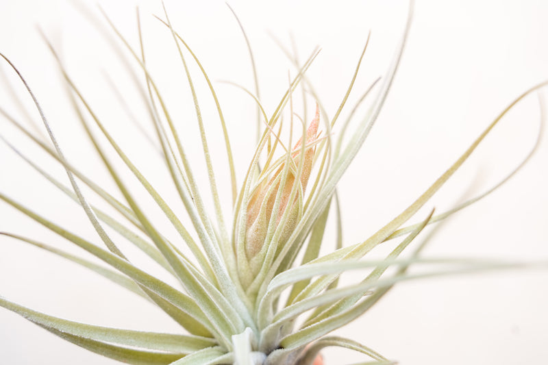 Close up of the Pink Bud on a Blooming Tillandsia Oaxacana Air Plant