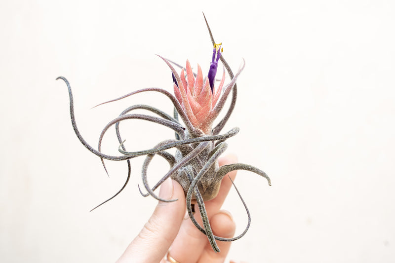 Tillandsia Pruinosa Air Plant with Pink Bud and Purple Blooms