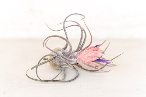 Tillandsia Pruinosa Air Plants – Air Plant Design Studio