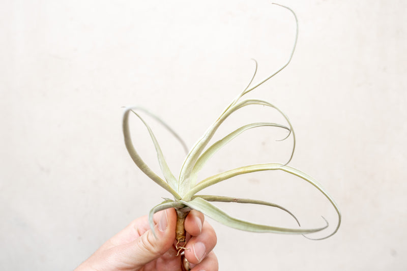 Tillandsia Streptocarpa Air Plant