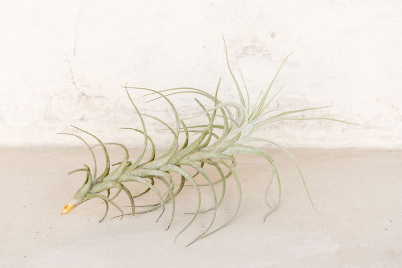 Tillandsia Tectorum Peru Air Plant