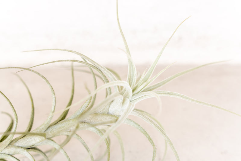 Tillandsia Tectorum Peru Air Plant