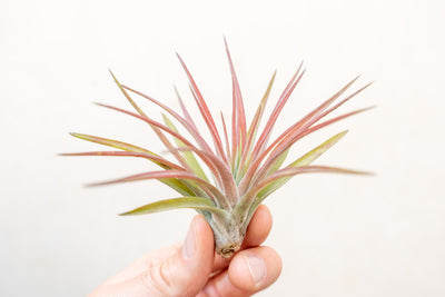 Hand Holding a Blushing Tillandsia Velutina Air Plant