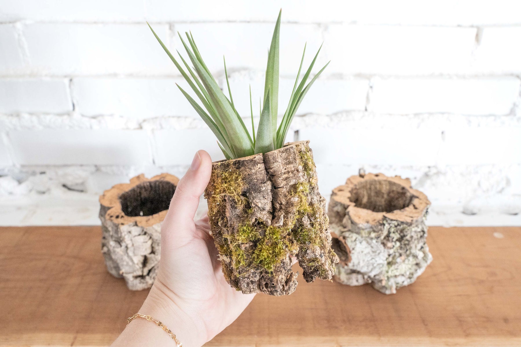 Cork Bark Planter with Assorted Tillandsia Air Plants Air Plant