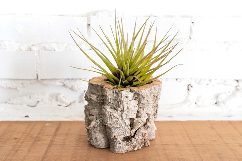 Natural Cork Bark Planter with Tillandsia Melanocrater Air Plant