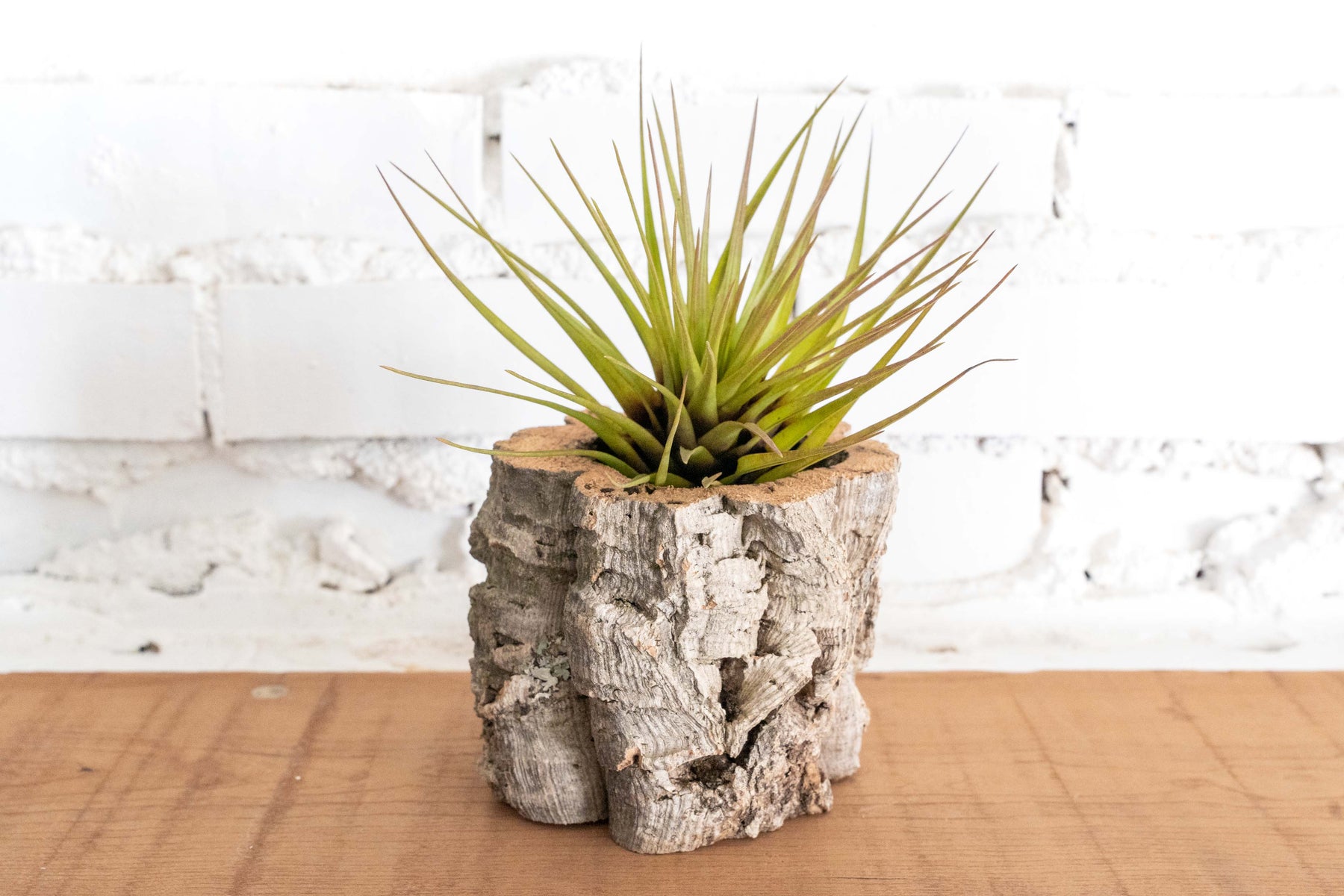 Cork Bark Planter with Assorted Tillandsia Air Plants Air Plant