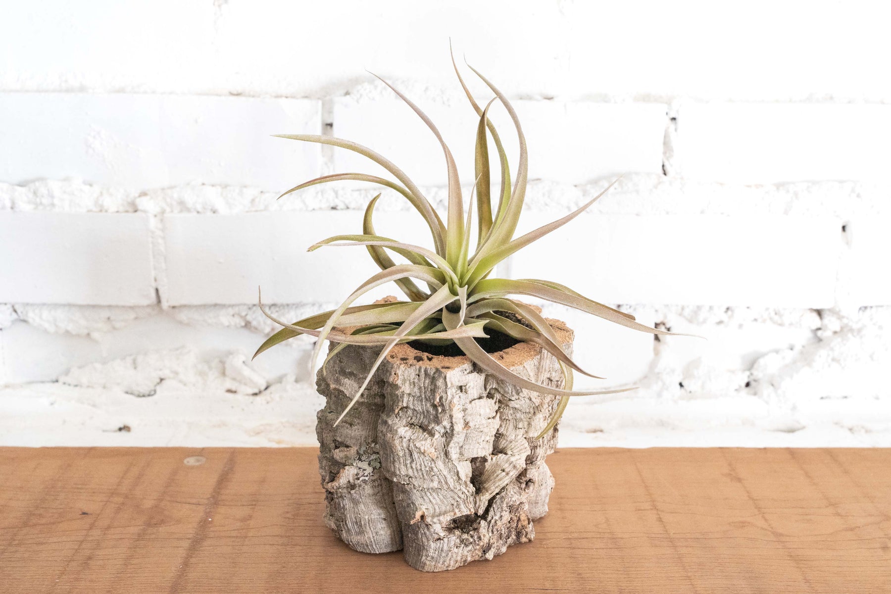 Cork Bark Planter with Assorted Tillandsia Air Plants Air Plant