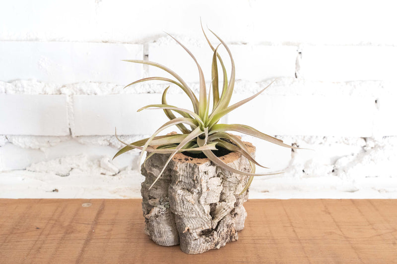 Natural Cork Bark Planter with Tillandsia Capitata Peach Air Plant