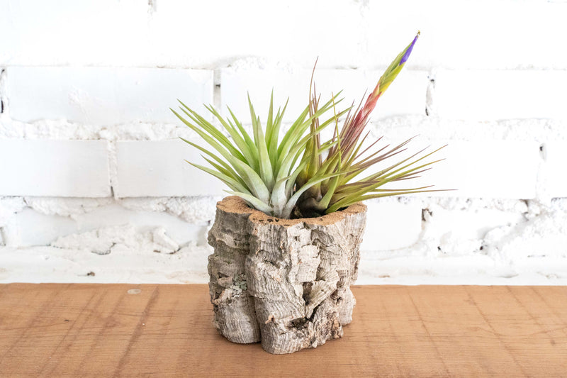 Natural Cork Bark Planter with Tillandsia Velutina and Blooming Melanocrater Air Plants