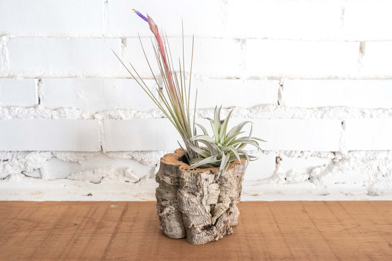 Natural Cork Bark Planter with Blooming Tillandsia Juncea and Harrisii Air Plants