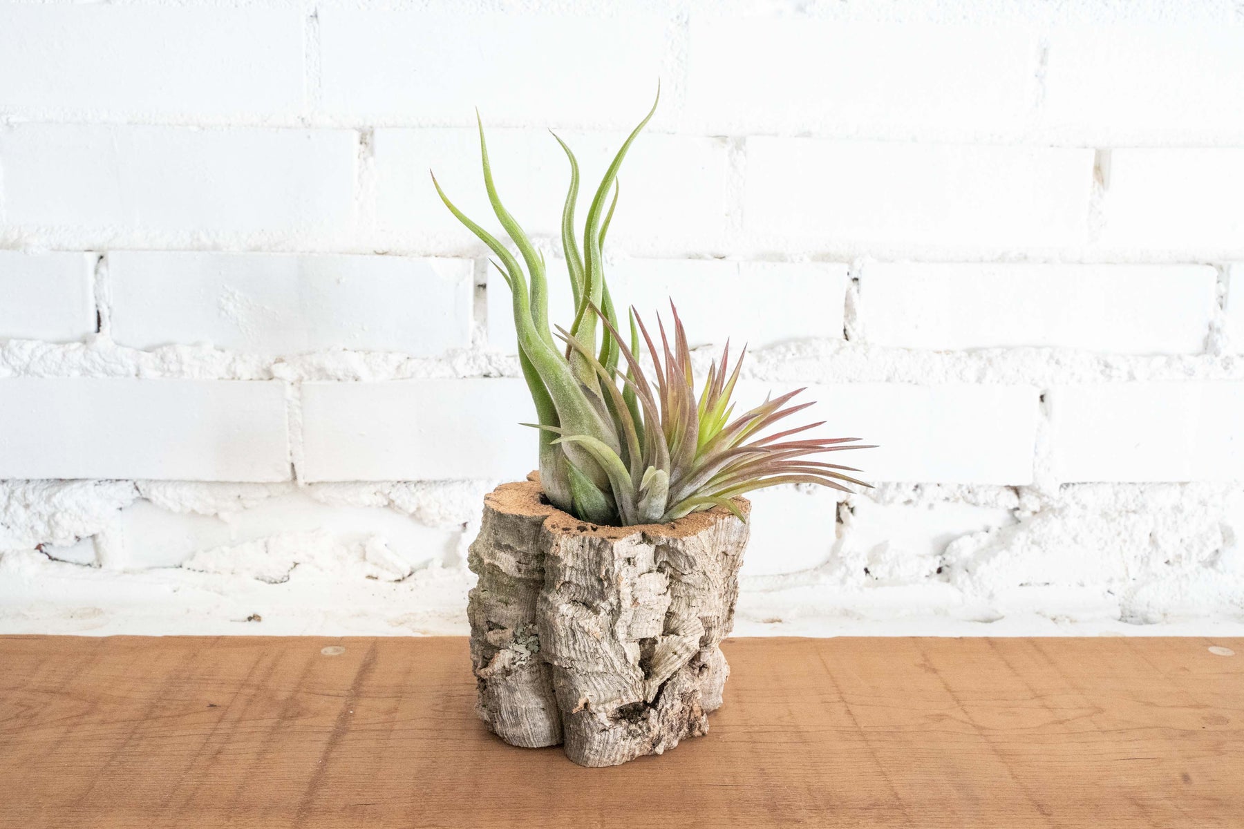 Cork Bark Planter with Assorted Tillandsia Air Plants Air Plant