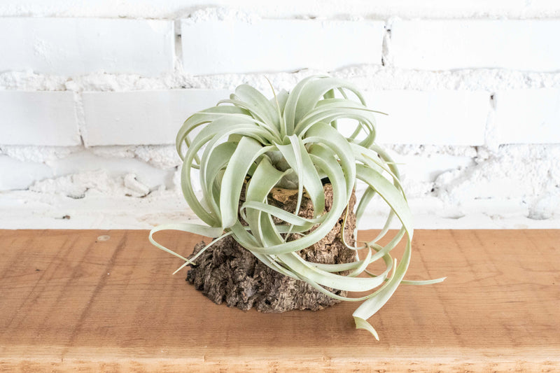 Natural Cork Bark Planter with Tillandsia Xerographica Air Plant