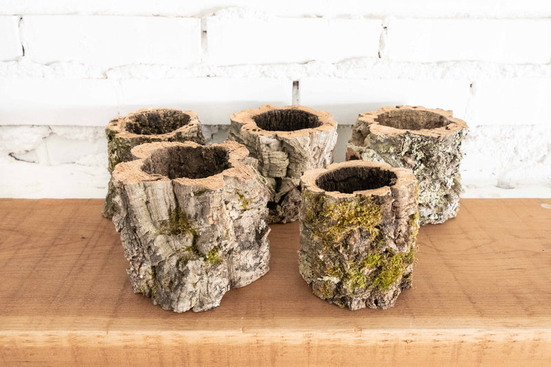 5 Natural Cork Bark Planters