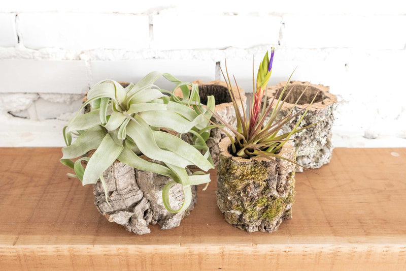 5 Natural Cork Bark Planters. 2 containing Assorted Tillandsia Air Plants