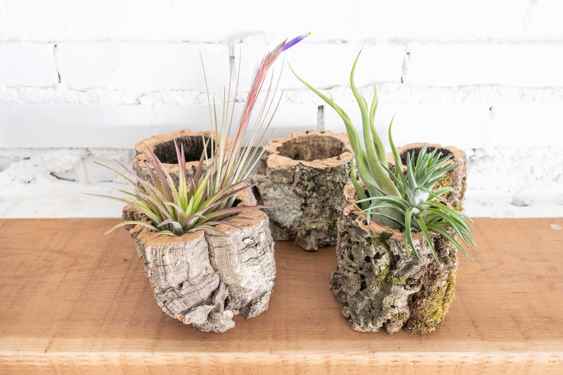 5 Natural Cork Bark Planters, 2 containing Assorted Tillandsia Air Plants